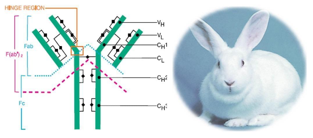 兔抗体测序服务